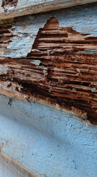 Diagnostic termites dans un logement